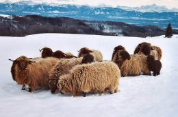 Moutons Roux-du-Valais hiver1