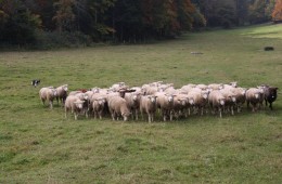 Moutons Roux-du-Valais20