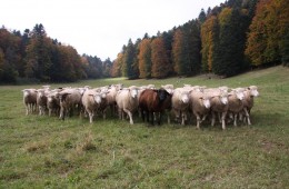 Moutons Roux-du-Valais19