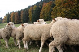 Moutons Roux-du-Valais18