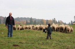 Moutons Roux-du-Valais17