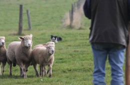 Moutons Roux-du-Valais16