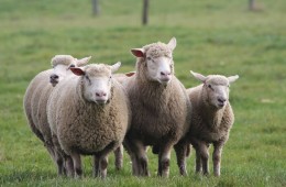 Moutons Roux-du-Valais15