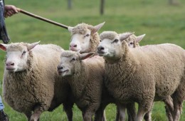 Moutons Roux-du-Valais14