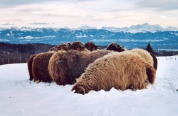 Moutons Roux-du-Valais hiver2