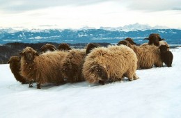 Moutons Roux-du-Valais hiver3